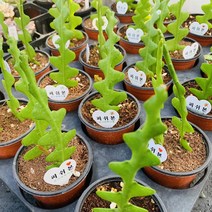 다육이피쉬본 생선뼈 선인장 공기정화식물 다육이다육이, 1개