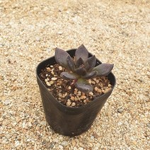 [다육식물]흑조