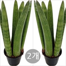 트리앤 1+1 굵은 스투키20cm/일반 스투키 25cm 30cm 40cm 50cm 본쉘스투키 알리스 스투키 특이식물, 01. (2개)굵은 스투키6촉  1개