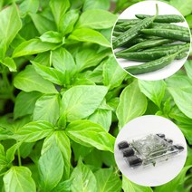 갑조네 청양고추 모종 6개 고추모종 열매채소 텃밭가꾸기 베란다텃밭