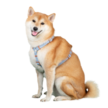 보들랑 강아지 순면 H형 가슴줄, 베이비블루