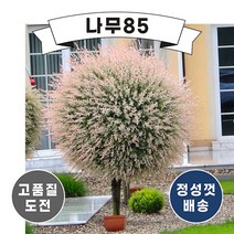 (나무85) 플라밍고샐릭스 화이트핑크샐릭스, 화이트핑크샐릭스 포트(2주묶음)