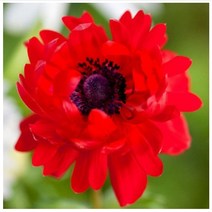 아네모네(레드) 구근 4개