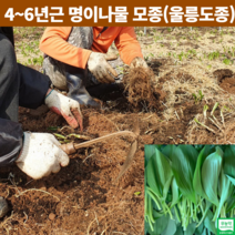 강원도 홍천 재배 자연산 국산 울릉도 종 산마늘모종 명이나물 모종 종근 뿌리 4년 5년근 6년근 명이종근 종자 토종 50촉 100촉, 모종 50촉