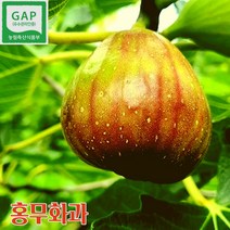 산지직송 영암 무농약 무화과 생무화과 1kg 2kg 반건조무화과 무화과즙, 1kgx1