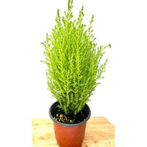 [골든플랜트] 율마 피톤치드 율마소품 공기정화식물 생화 반려식물, 1개