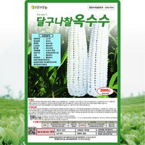 달구나 찰옥수수 씨앗 옥수수 씨 종자 70립