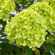 목하원예조경 (원가세일) 신품종 유럽 목수국나무 묘목 (리틀라임) 화분묘 개화주, 1개
