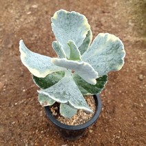 은파금 다육이 플랜테리어 홈가드닝 흰색 분을 바른 다육 랜덤9-80, 단품, 1개