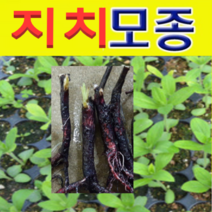 (GJ소망)지치(자초)모종(2년차 뿌리 종근) 10개