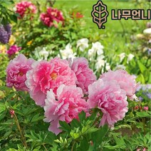 작약 왜성향수작약 숙근 구근 개화주 나무언니, 개량작약:도화비설