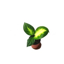 마리안느 (소품) 공기정화식물 인테리어 실내화분
