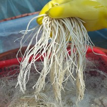 최정대님 무농약 삼채뿌리(23년산), 1개, 무농약 세척 삼채뿌리 1kg