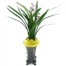 산천보세 (e_141)[동양란/영전/승진/축하화분]