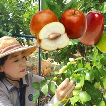 보은 생 햇 대추 사과대추 1kg, 1개, 생 햇 보은 대추 1kg 24mm