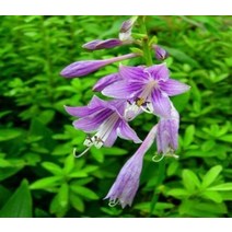 여름꽃 비비추 15주