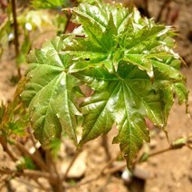 우산고로쇠나무 묘목 - 실생2년 뿌리 특묘 5개