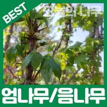 가시있는 엄나무(음나무)/가시없는 엄나무(음나무) 판매중, 가시없는 엄나무(음나무) 상묘