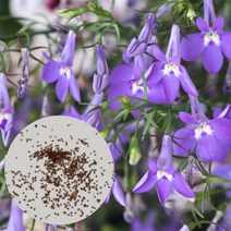 로벨리아 숫잔대 꽃 씨앗50립 이리누스 보라꽃 관상용 작은꽃, 1개