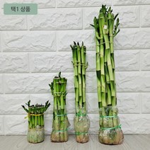 개운죽 15센치 수경재배 개운죽키우기 집에서 키우기 쉬운식물, {-선택_상품선택-}