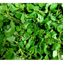 신선한 비름나물 1kg 봄나물 제철 생 비름 나물 국산 비듬나물 비듬 나물 봄 나물 여름나물 쇠비름 제철 나물 제철비름나물 생 생비름나물 생나물, 1개