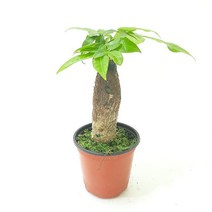 파키라(소) 실내공기정화식물 공기청정식물 파키라키우기, 단품