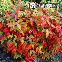 남천나무, 소스랑남천 키50cm 분묘
