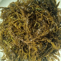 서해바다 안면도 자연산 모자반 500g에 5천원 1키로부터, 2키로