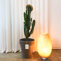 다육식물 선인장 청하각 중형화분, 4. 리본(약 30cm 길이)