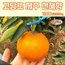 [농장직송] 고당도 제주 황금향 레드향 한라봉 천혜향 제주도 노지 감귤 5kg 10kg 못난이귤 가정용 선물용, 선물용 3kg 10과내외