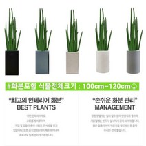 없음 [반값화분] MAIN-대형스투키A ROOT120(사업번창기원) 직접배송 축하화분 개업화분 거실화분 카페화분 인테리어화분 아레카야자 극락조 알로카시아 파키라 고무나무, 해초바구니
