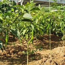 철심 방울 토마토 지지대 강낭콩 고추 오이대 80cm 10개 몬스테라 나팔꽃 호박 농자재 식물 화초 화분 텃밭 가꾸기 고정 장미 국화 원예용 철사 작물 모종 녹장물 꽃 지주대