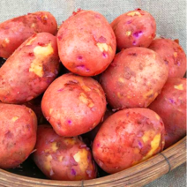 2023년 청원농산 포슬포슬 카스테라 햇홍감자 5kg 10kg, 5kg(특), 1개