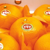 제주 천혜향 고당도 가정용 3kg, 천혜향 가정용 3kg(8~10과)