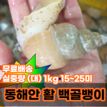 백고동 생골뱅이 백골뱅이 동해안골뱅이 산지직송 중 1kg 25-35미 대 1kg 15-25미, 활 백골뱅이 대 1kg