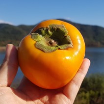 달콤한 창녕 단감 5kg 10kg, 대과 L 10kg