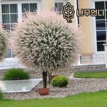 플라밍고 셀릭스 삼색버드나무 나무언니, 플라밍고 셀릭스 120L포트(2개묶음)