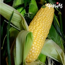 식탐대첩 제주 정품 초당옥수수 16cm이상 20개입, 없음, 단품없음