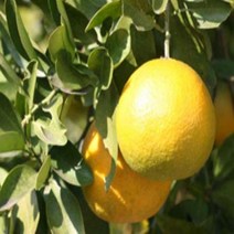 귤나무/하귤/접목3년/묘목/kk1970, 1개