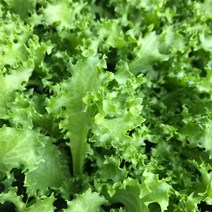 청년농부 각종 상추모종 5개 튼실한 쌈채소 주말농장 베란다텃밭 옥상텃밭 채소키우기, 치커리