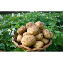 23년 정직한먹거리 감자 사이즈별 3kg 5kg 10kg, 5kg (특), 1개