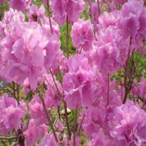 진달래40cm~60cm*뿌리(1단 20주))(나무)