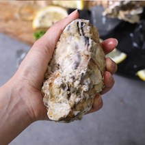 산지직송 통영 채취 삼배체굴 수출용 사계절굴 석화 크기 대중소, 삼배체 통굴 1kg, 대(2~3미), 1개