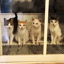 안전가드 야생동물 퇴치망 고양이 비둘기 스파이크, 상세 참조