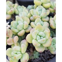 다육이식물 라울 화분 국민다육이 식물 키우기, A.29 핑크알로에, 1개