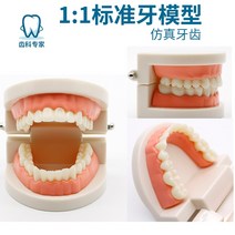 치아모형 모델 교육 칫솔질 모델 금형 교육 모델 장식품 충치 모델 교육 보조, 1