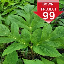 바디나물(연삼) 강원도 정선 바디나물연삼즙, 30포