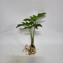 수경식물 프렌즈 큰잎 호프셀렘(M4) 2022 새