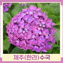 수국나무 묘목 제주 한라수국 6치화분 1개