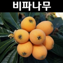 비파 나무 묘목 실생2년 포트묘5개/유실수 과실수, 5개